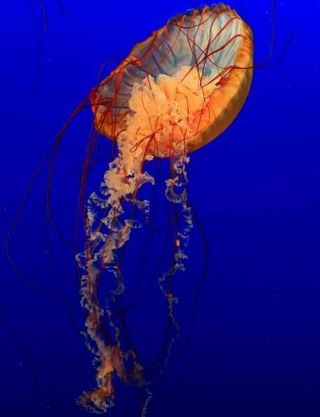 温哥华水族馆 妙趣横生的海底世界(组图)